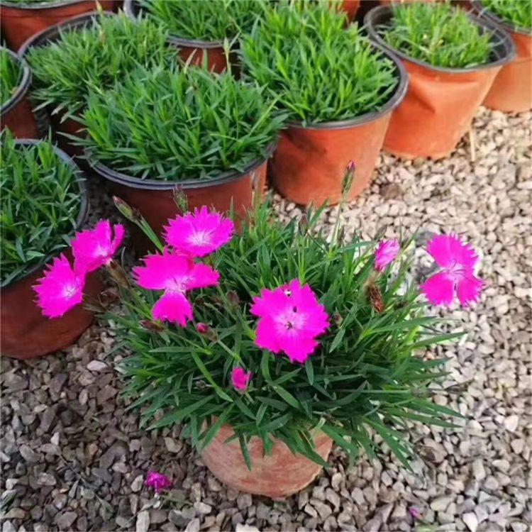 宿根花卉 欧石竹价格 彩虹石竹供应
