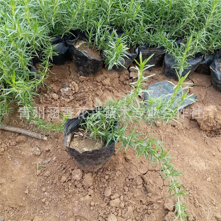 芝樱 芝樱价格 开花草花 基地直售