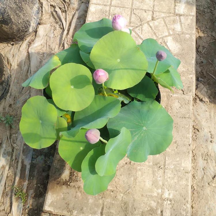 山东水生植物基地  开花荷花 开花荷花培育 俊红花卉苗木