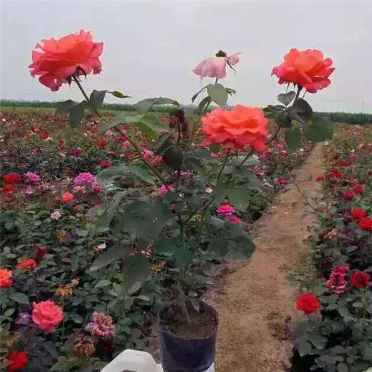 青州批发大花月季 价格从优观赏花卉大花月季 批发大花月季