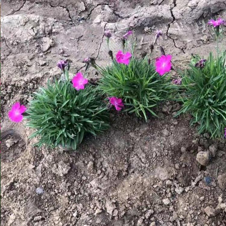 欧石竹苗直销 大量批发 草花批发