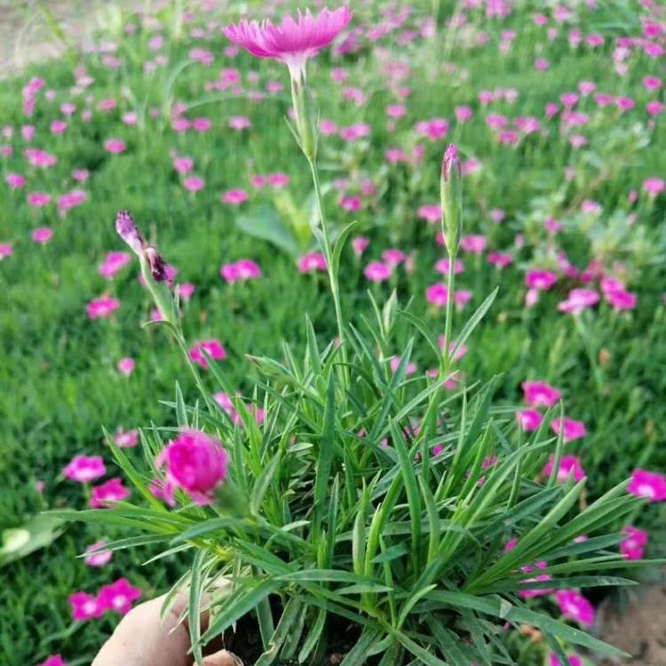 欧石竹杯苗直销 价格从优 草花批发
