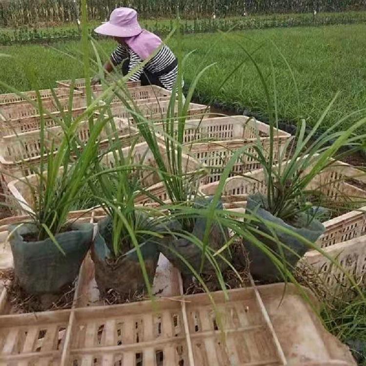 多牙麦冬供应优质麦冬价格 山东麦冬基地