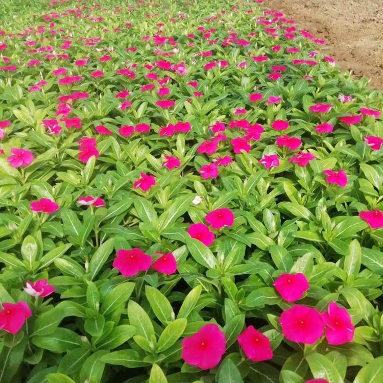 出售长春花 长春花种植基地 欢迎咨询