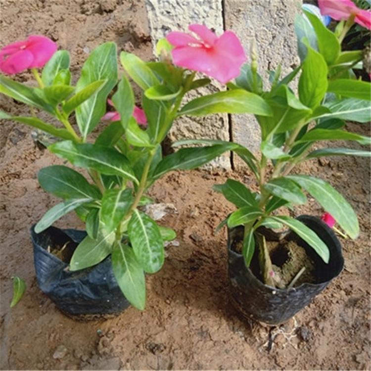 租摆用长春花  长春花出售  天天开苗圃供应