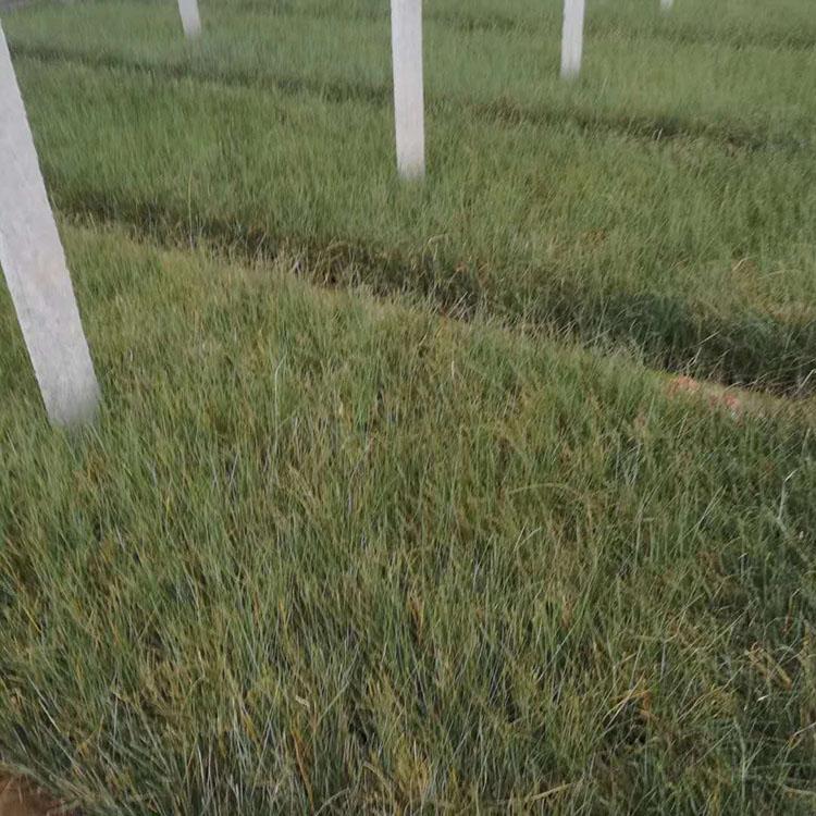 青州粉黛乱子草  粉黛乱子草种植基地  基地供应粉黛乱子草