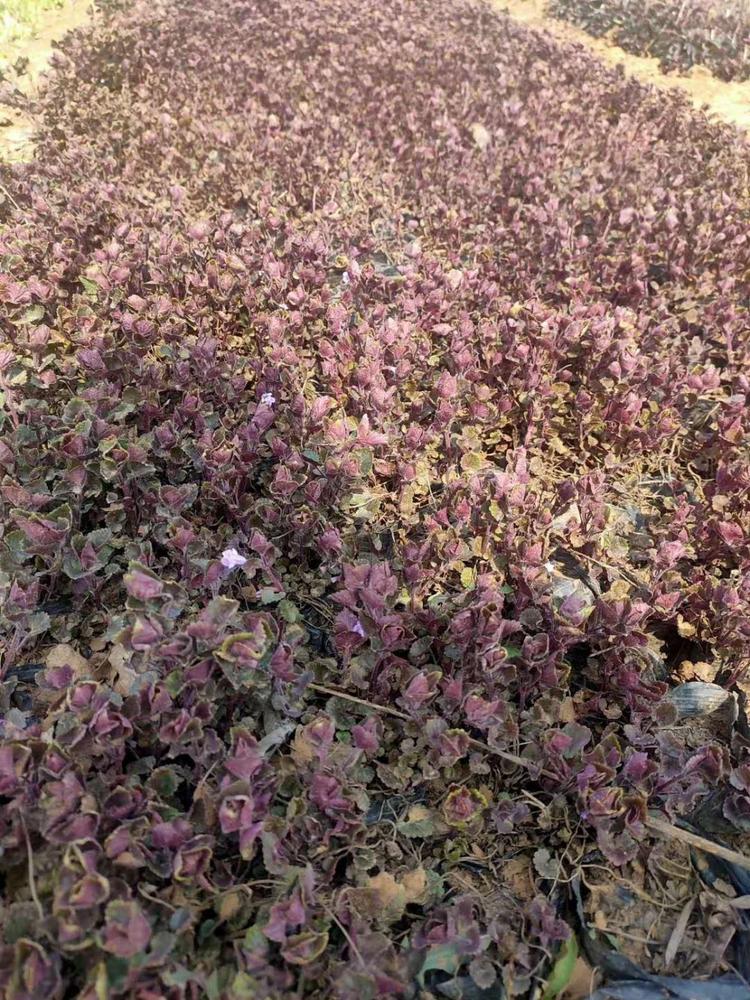 连钱草小苗批发 四季草花 --欣彤花卉