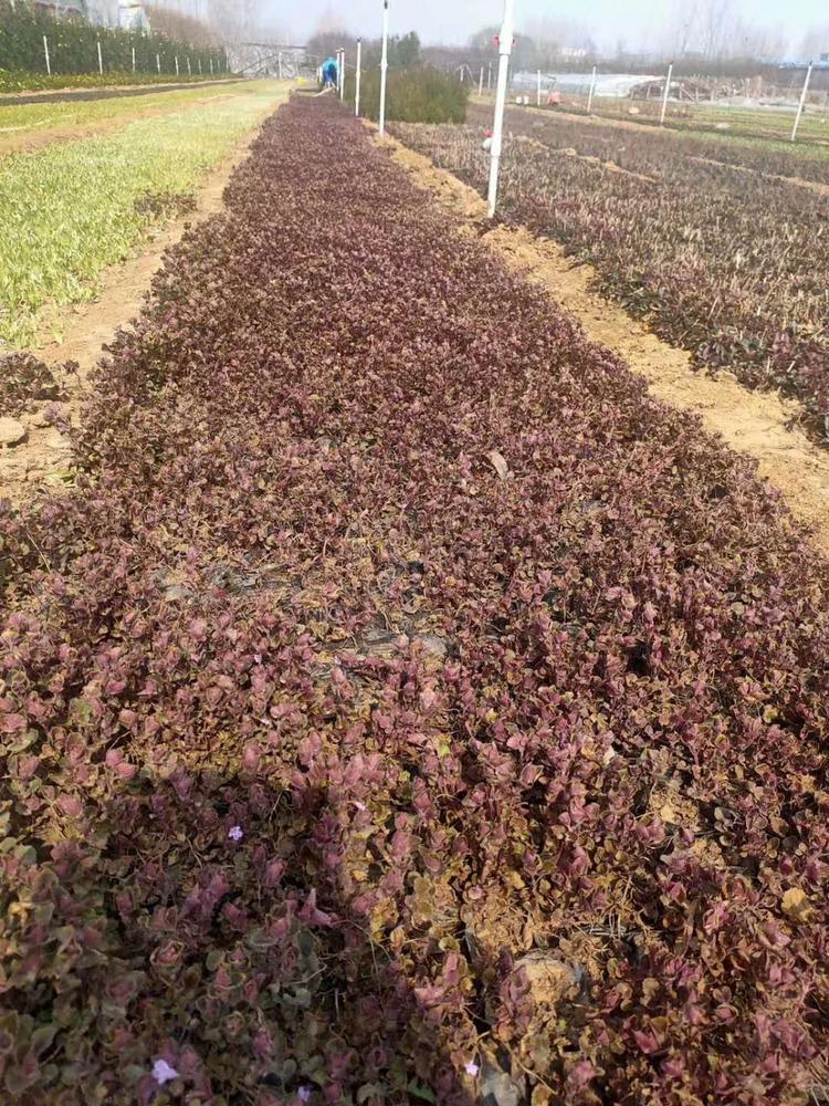 连钱草小苗行情 长期供应 --欣彤花卉