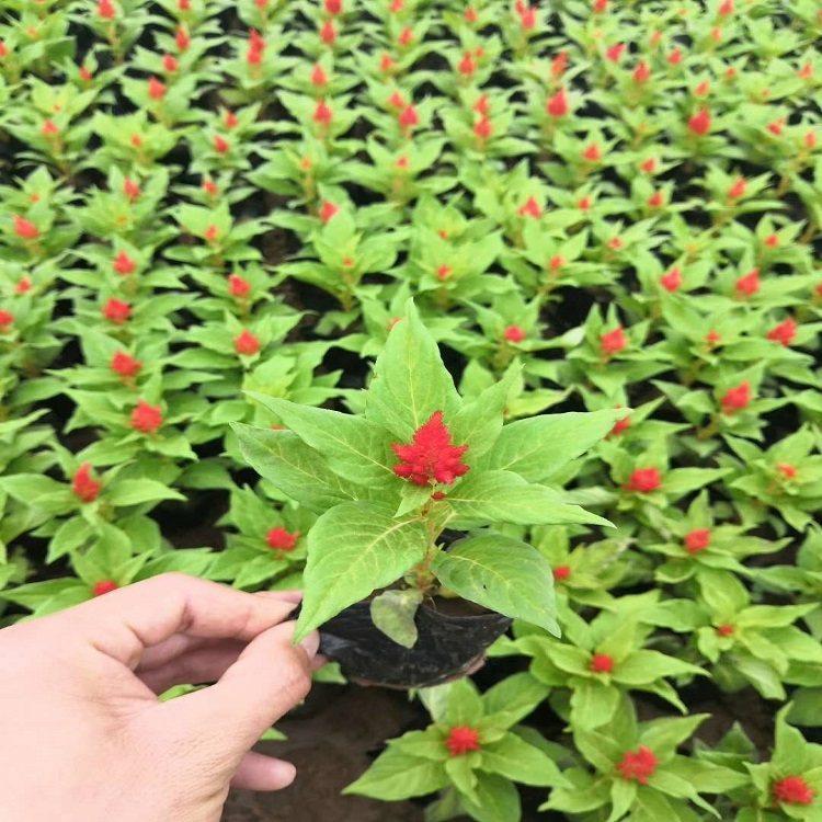 鸡冠花报价  双色盆一支笔  量大优惠