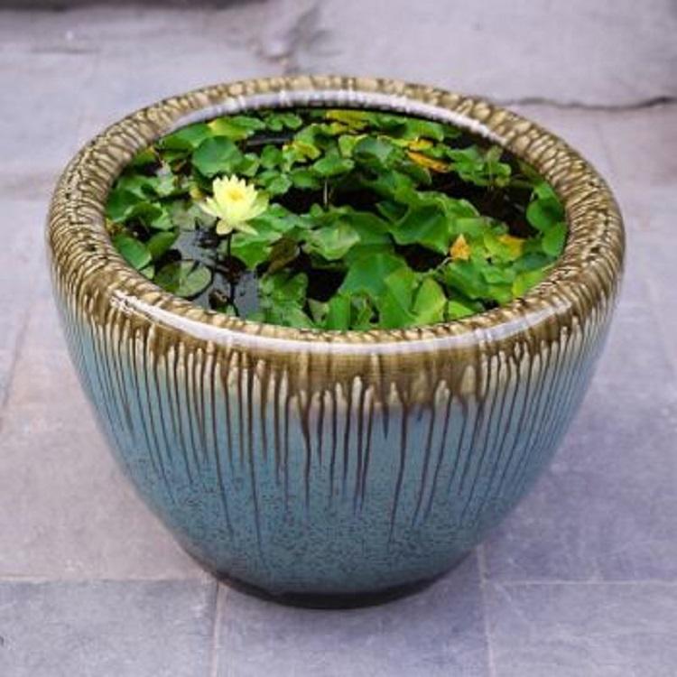 水生植物大盆睡莲行情  水生植物大盆睡莲苗圃基地 量大从优