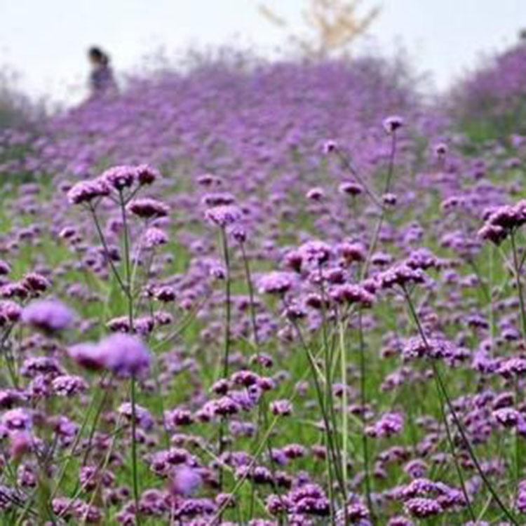 马鞭草供应  马鞭草苗圃直发  德勇花卉