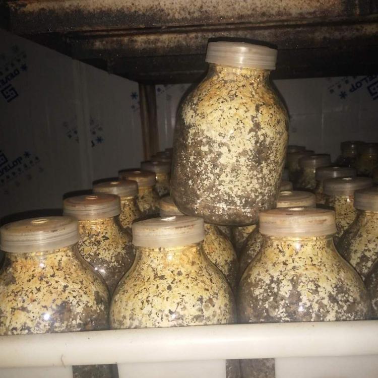 优质羊肚菌菌种原种栽培种菌厂直供价格便宜提供种植技术培训服务