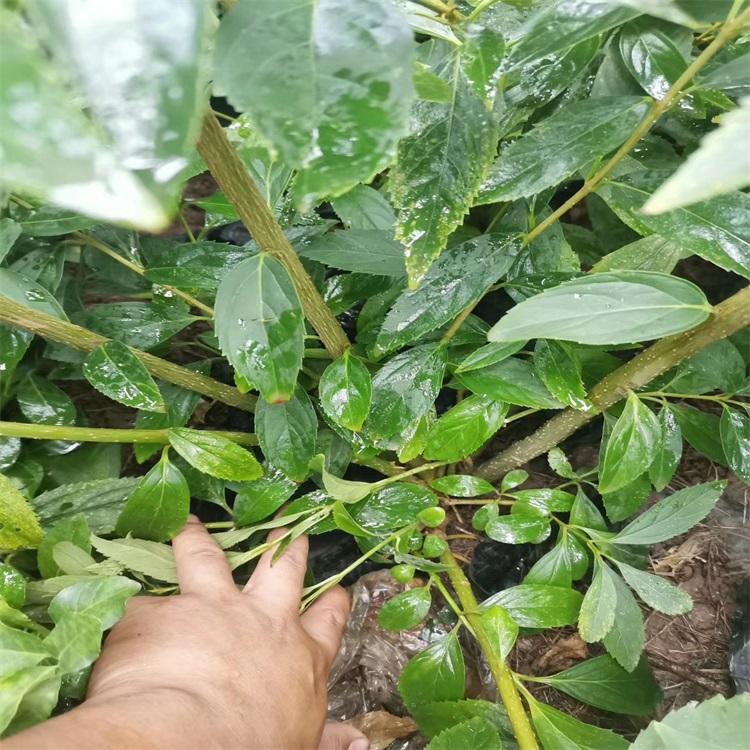 山东连翘批发 连翘价格 连翘小苗 江瑞优质连翘直供