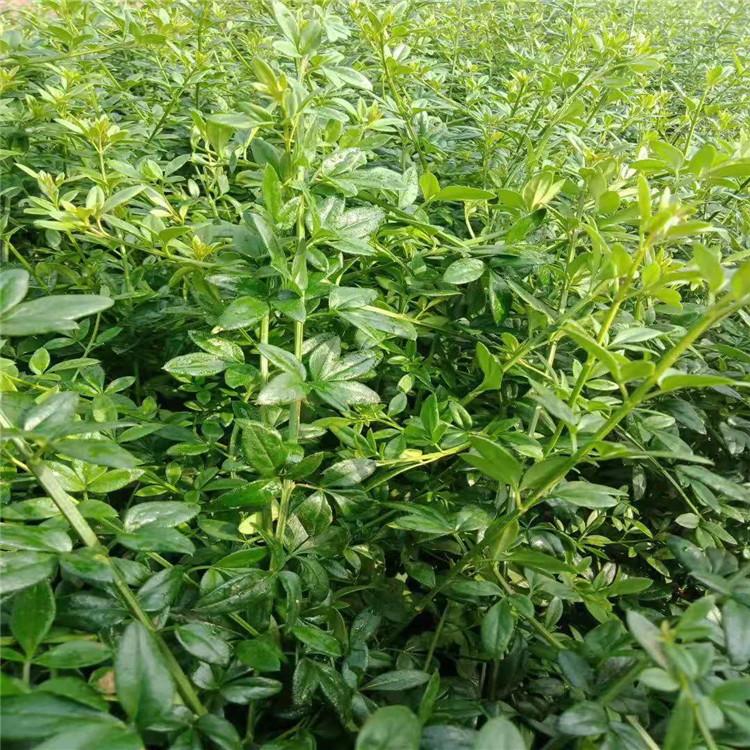 山东迎春花基地 迎春花小苗 迎春花价格
