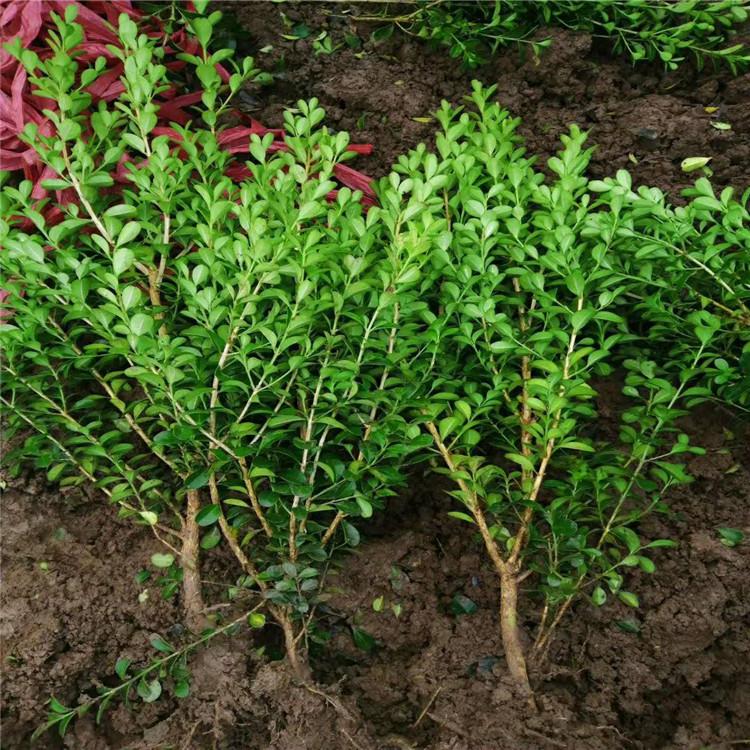 精品瓜子黄杨种植基地  瓜子黄杨批发报价  欢迎咨询