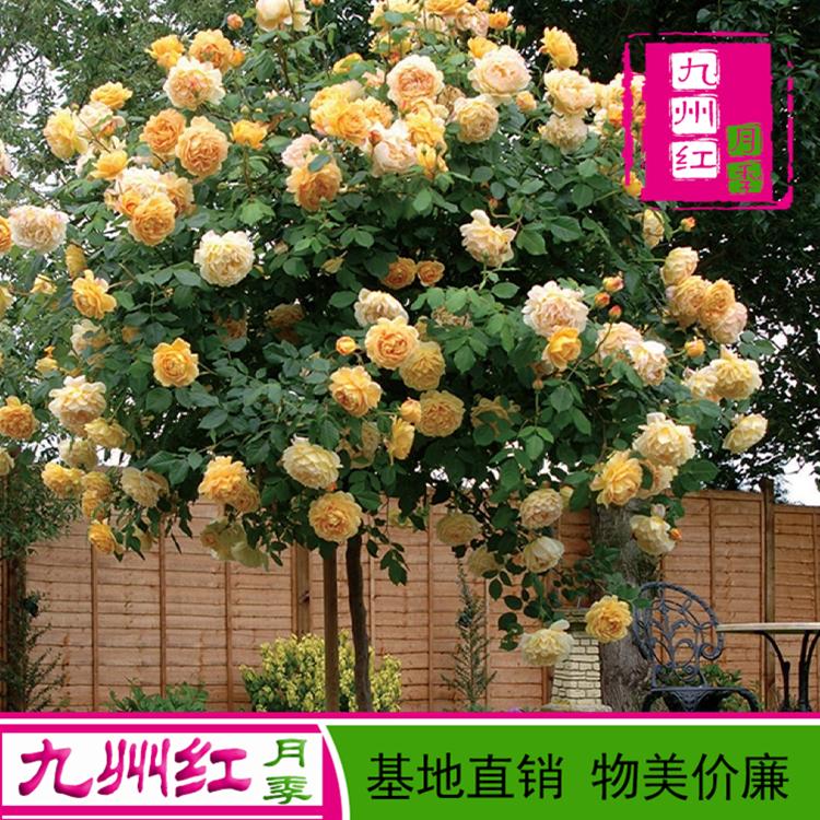 5公分月季树 月季树批发 树状月季 月季树基地 九州红月季