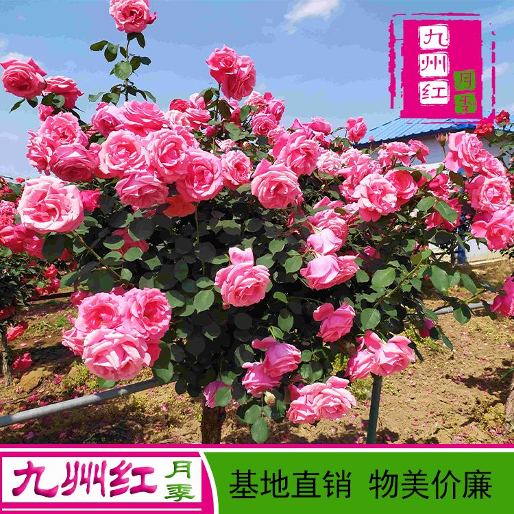 6公分月季树 树状月季 树形月季 基地直销 月季树批发 九州红月季 量大从优
