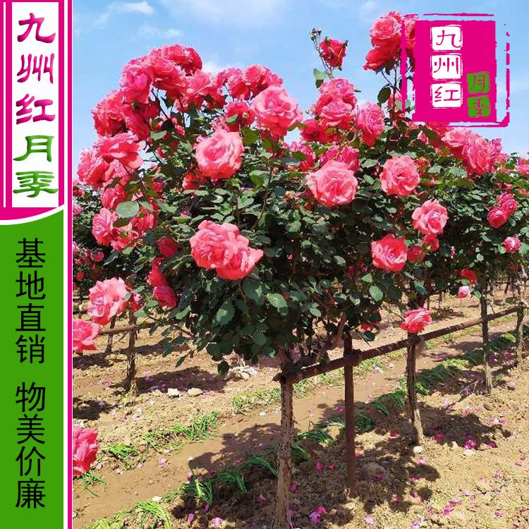 月季树 树形月季 树桩月季 8公分月季树 九州红月季 工程绿化