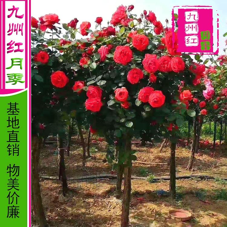 基地批发 树状月季 树形月季 月季树桩花苗 树桩月季 月季树 九州红月季