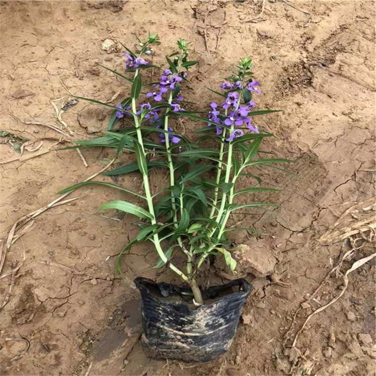 香彩雀 青州香彩雀基地 盆栽香彩雀 香彩雀种植厂家