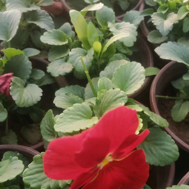 常见宿根花卉基地 常见宿根花卉品种大全 常见宿根花卉价格