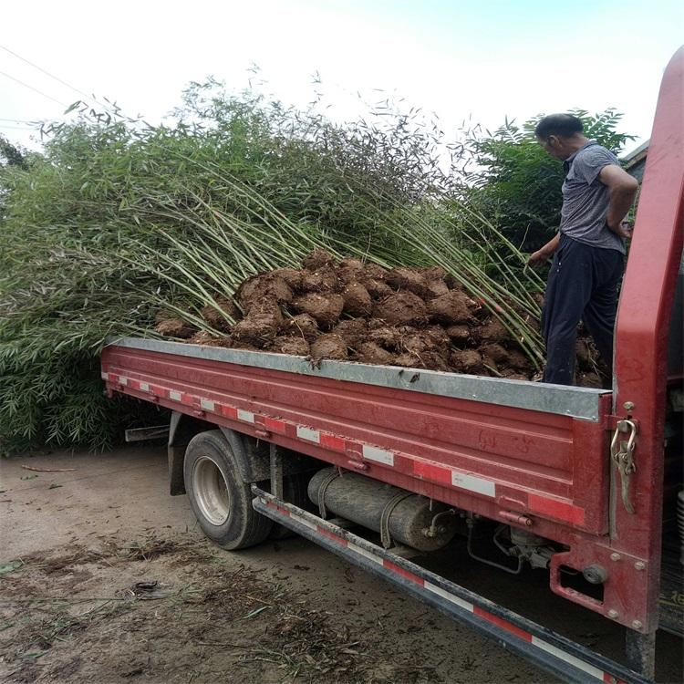 竹子基地 江北竹子价格 竹子供应