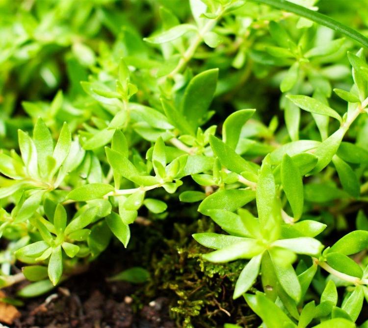 青州垂盆草基地 垂盆草价格 垂盆草种植厂家