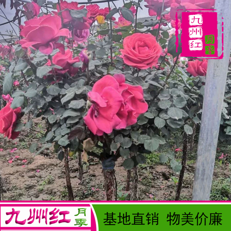 5公分月季树 月季树批发 树状月季 月季树基地 树形月季 九州红月季