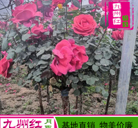 5公分月季树 月季树批发 树状月季 月季树基地 树形月季 九州红月季
