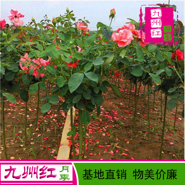 树状月季 树形月季 蔷薇科树型开花月季苗 绿化美观 3公分月季树 月季树批发 九州红月季