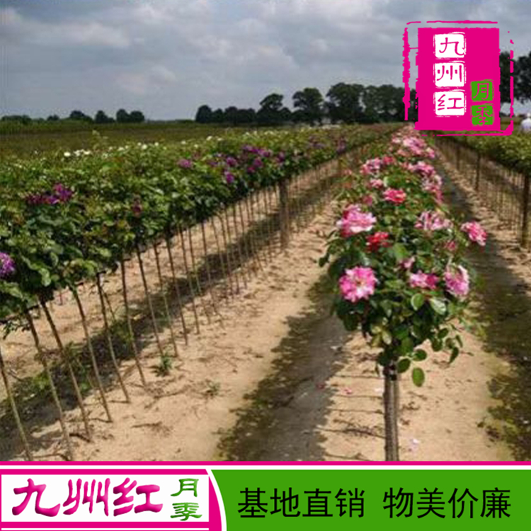 树状月季 月季树 月季树批发 高杆月季 嫁接月季 树状月季批发 九州红月季 基地直供
