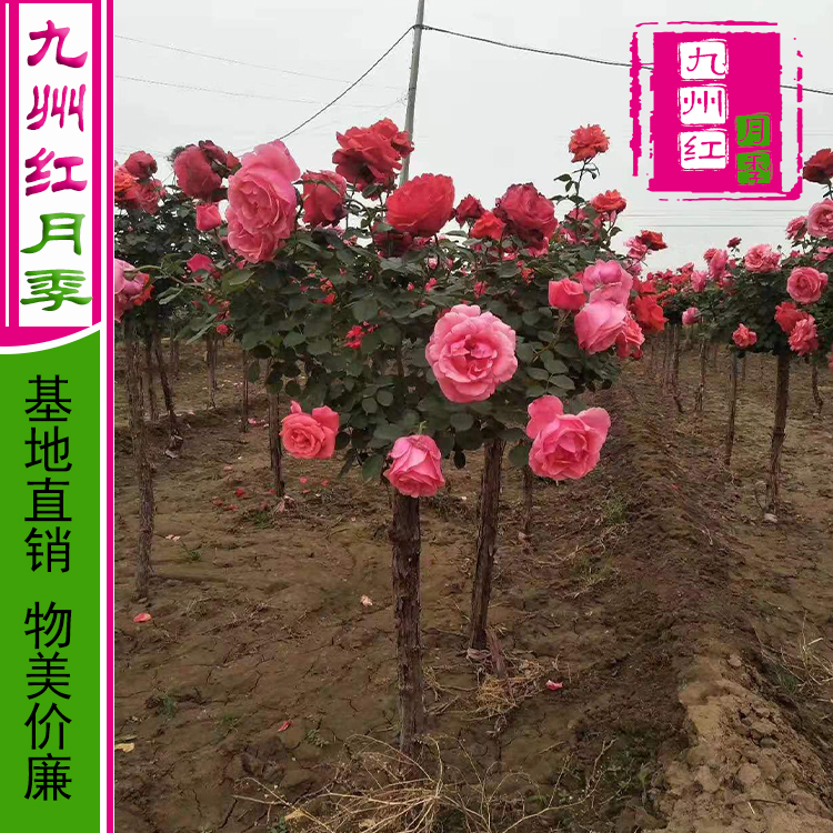 树状月季 树形月季 月季树桩花苗 树桩月季 大花月季苗 月季树批发 九州红月季 月季树基地
