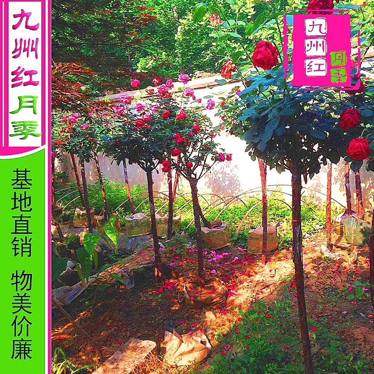 九州红月季 树状月季 月季树批发 4公分月季树 月季基地直供