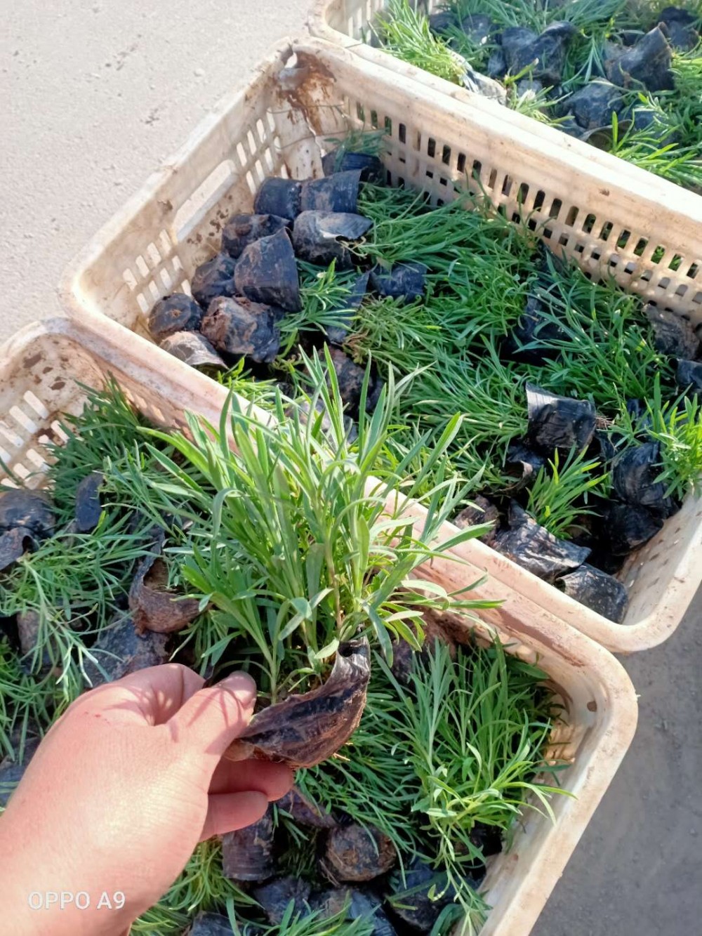 青州辰贺地被石竹现货供应  石竹子