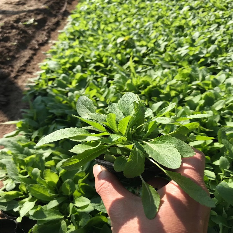蓝花鼠尾草供应 墨西哥鼠尾草基地 鼠尾草小苗
