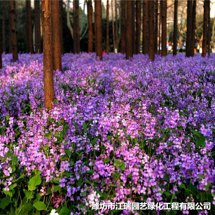 二月兰 青州二月兰基地 出售二月兰