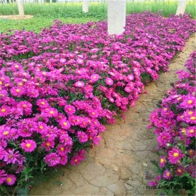 荷兰菊栽苗  荷兰菊批发   量大优惠