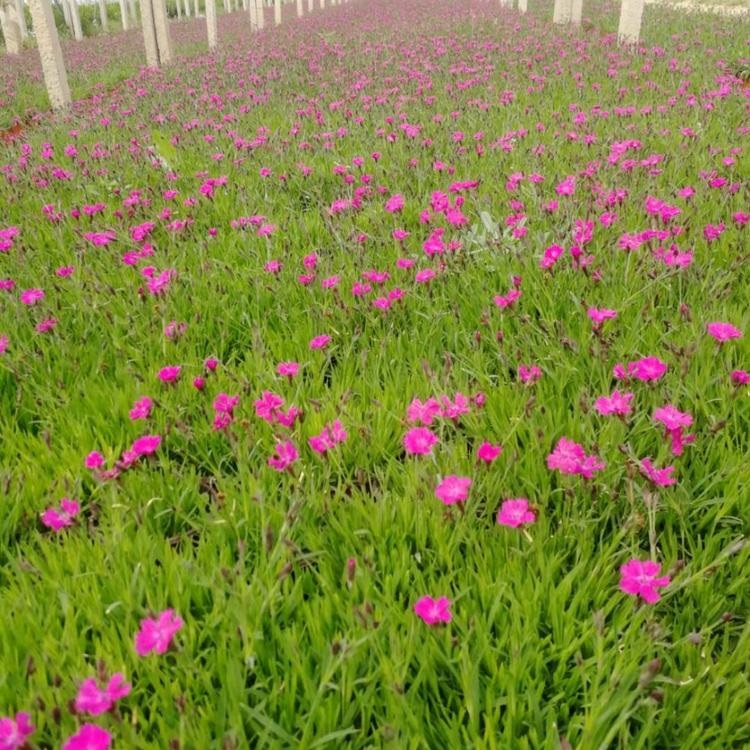 欧石竹批发 欧石竹种植基地 青州花卉
