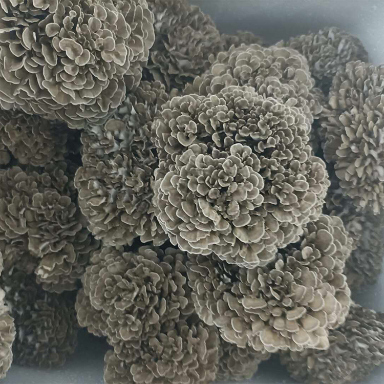 舞茸 食用菌产地批发灰树花 食用菌灰树菇干货舞茸