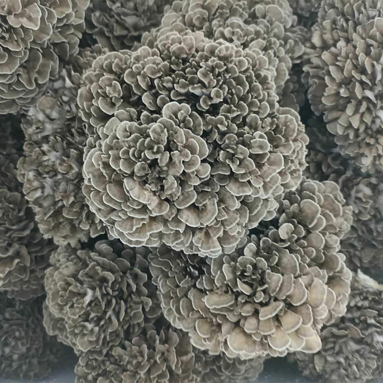 四川食用菌灰树菇干货舞茸肉脆味香产地直供批发500g