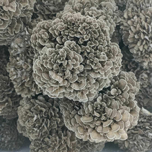 四川食用菌灰树菇干货舞茸肉脆味香产地直供批发500g