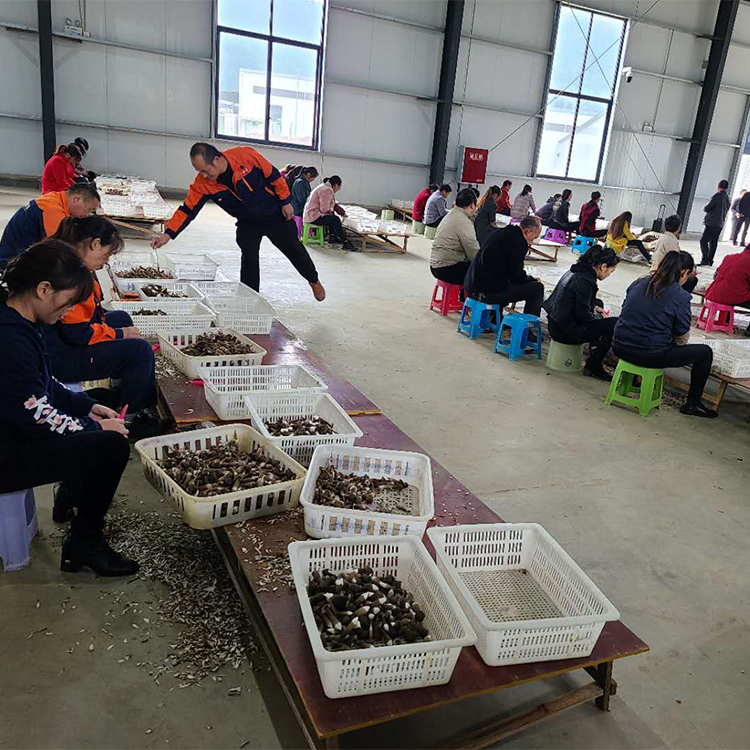四川特产新鲜黑皮鸡枞 散装人工种植美食食用菌 蘑菇煲汤菌现货批发