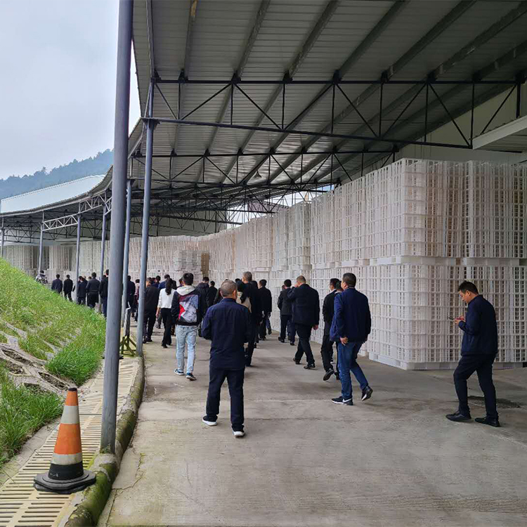 黑皮小鸡枞干货 中菇鸡枞菌场地批发直销量大从优煲汤菌 货源稳定