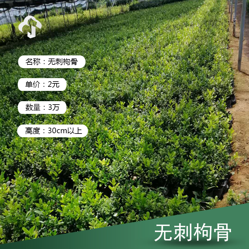 无刺枸骨基地直售 无刺枸骨批发