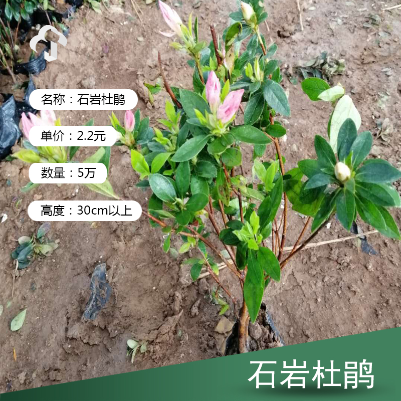 石岩杜鹃价格 石岩杜鹃大量批发 石岩杜鹃