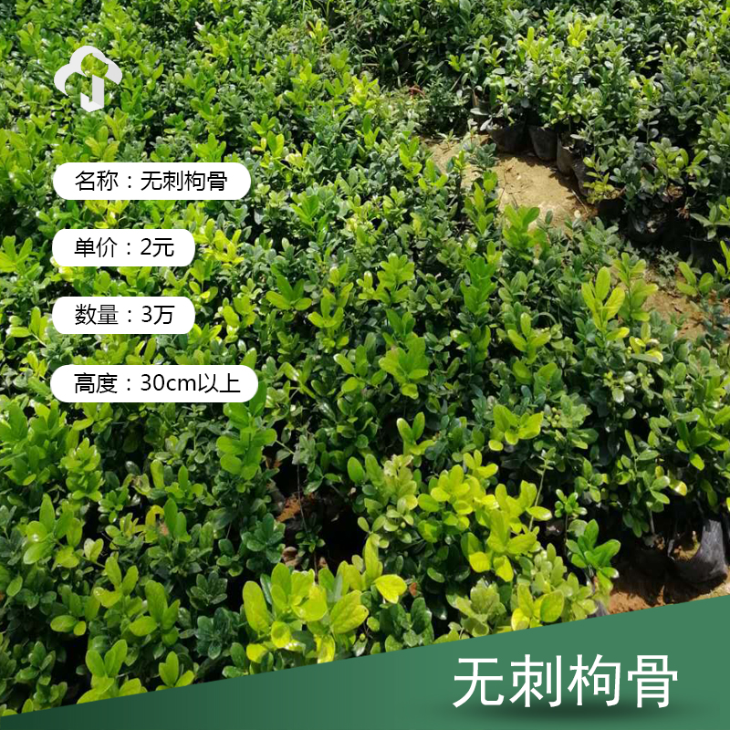 潍坊无刺枸骨 基地供应无刺枸骨 无刺枸骨