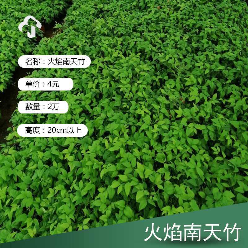 火焰南天竹价格 火焰南天竹 火焰南天竹大量批发