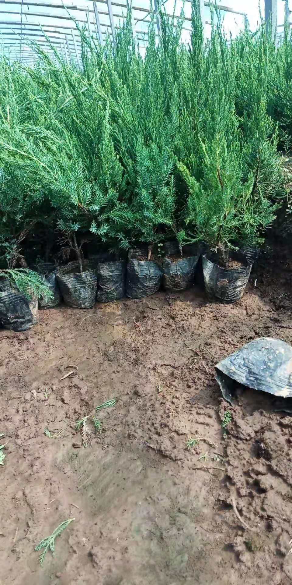 山东青州小龙柏基地直销