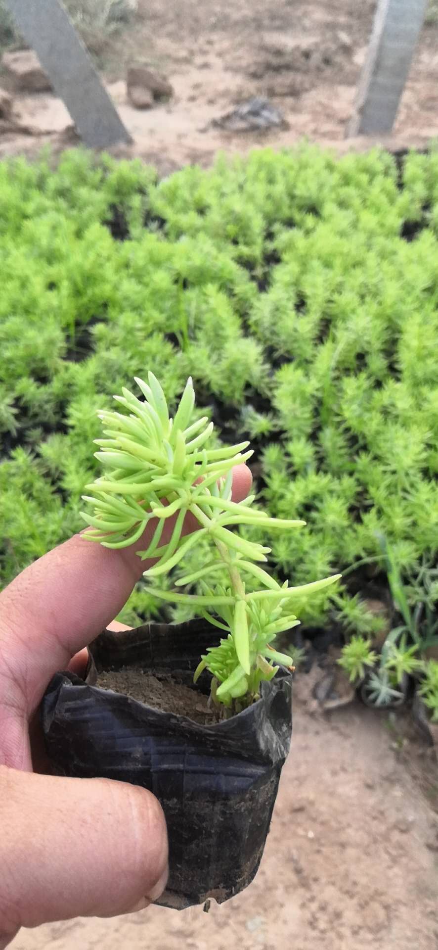 山东青州宿根花卉金叶佛甲草