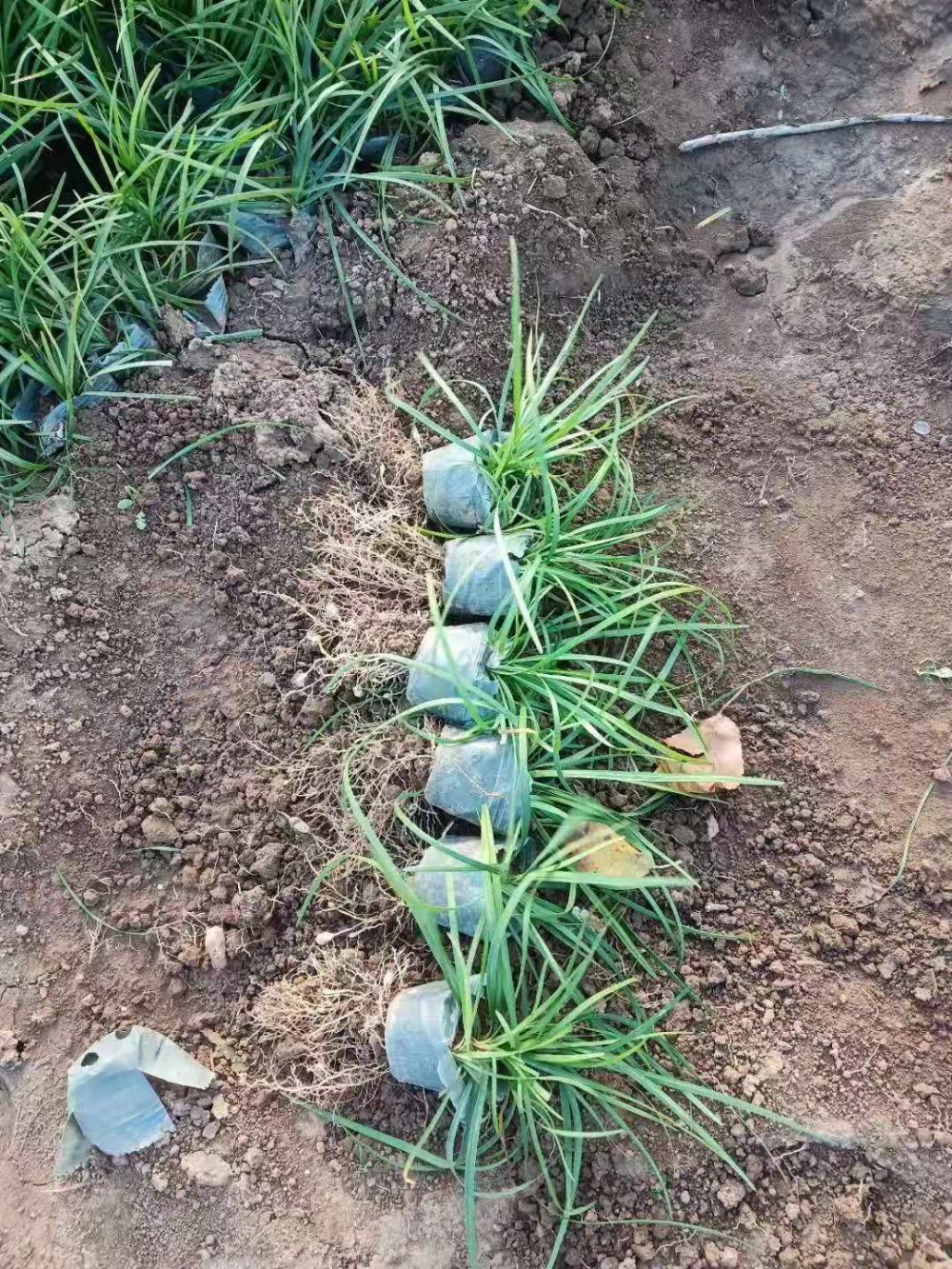 山东青州麦冬草基地